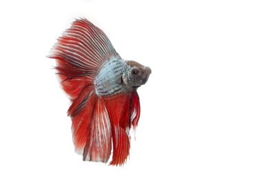 Siyam mücadele balık,