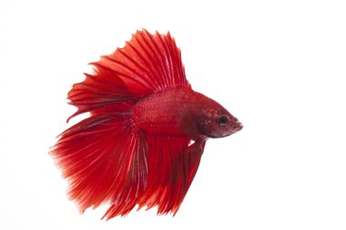 Siyam mücadele balık,