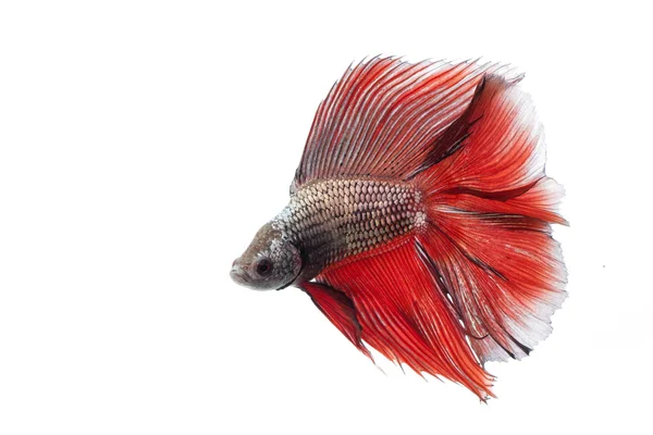 Siamese fighting fish, — Stock Photo, Image