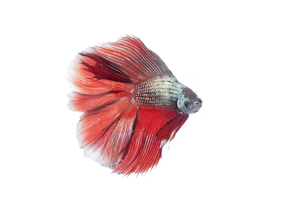 Siamese fighting fish, — Stock Photo, Image