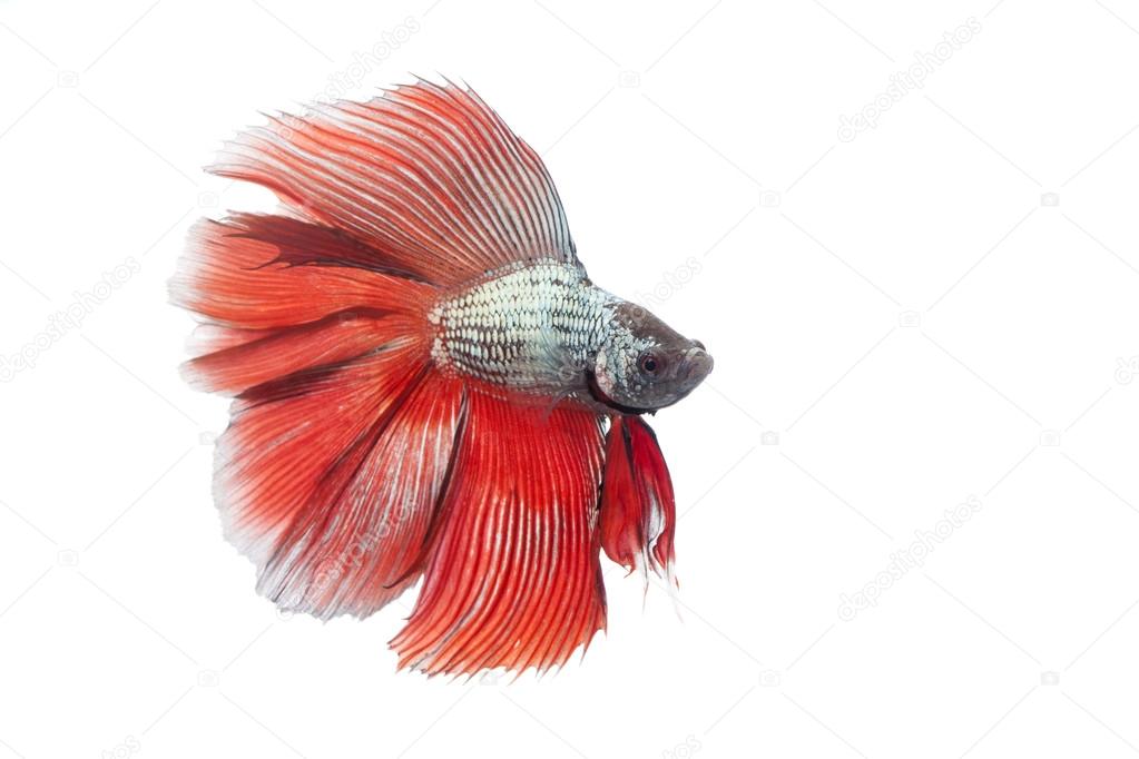 Siamese fighting fish,