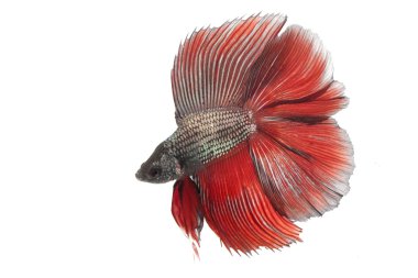 Siyam mücadele balık,