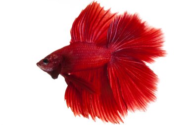 Siyam mücadele balık, beyaz zemin üzerine izole betta splendens