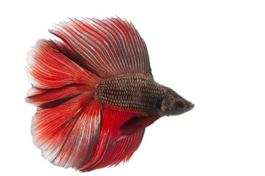 Siyam mücadele balık,