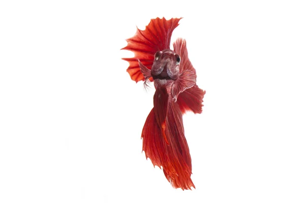 Siamese fighting fish, — Stock Photo, Image