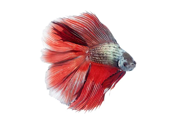 Siamese fighting fish, — Stock Photo, Image