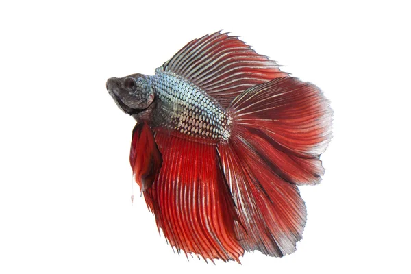 Siamese fighting fish, — Stock Photo, Image