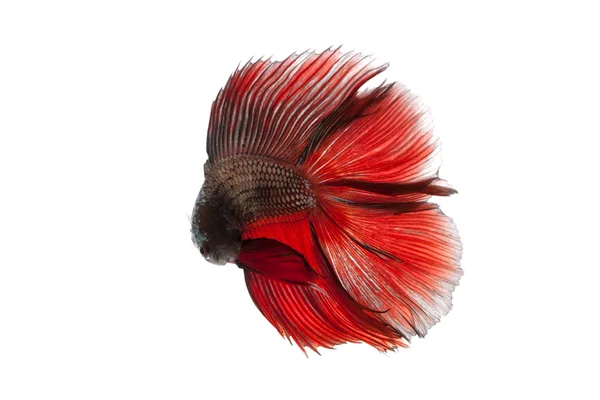 Siamese fighting fish, — Stock Photo, Image