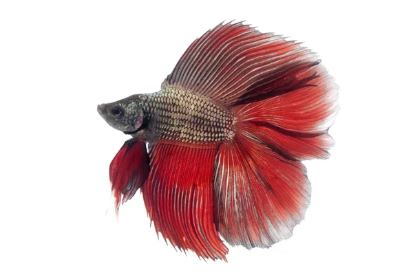 Siamese fighting fish, — Stock Photo, Image