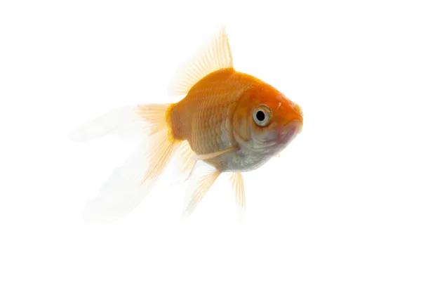 Peixe Koi dourado — Fotografia de Stock