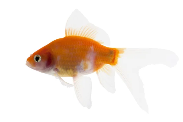 Goldener Koi-Fisch — Stockfoto