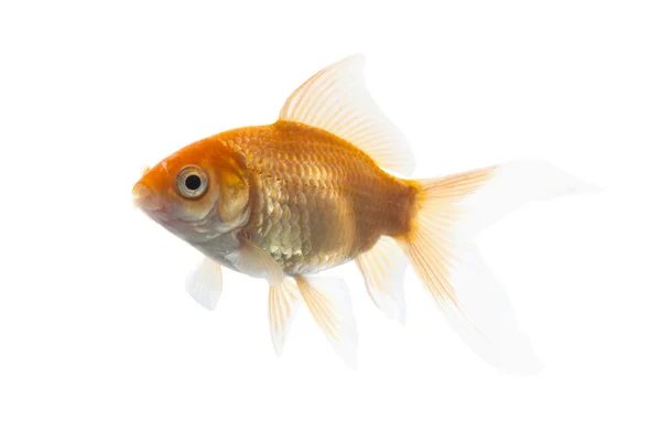 Pesce Koi dorato — Foto Stock