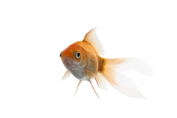Peixe Koi dourado — Fotografia de Stock