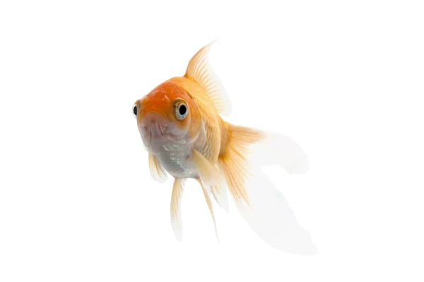 Peixe koi dourado isolado sobre fundo branco — Fotografia de Stock