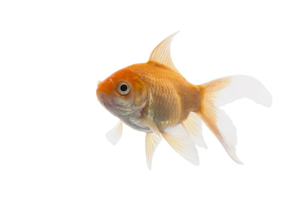 Peixe koi dourado isolado sobre fundo branco — Fotografia de Stock