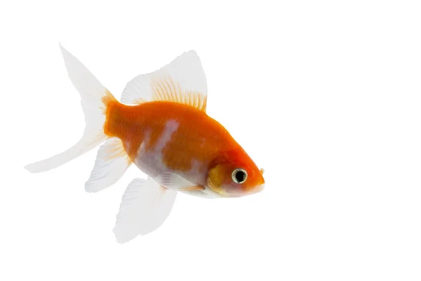 Goldkoi-Fische isoliert — Stockfoto