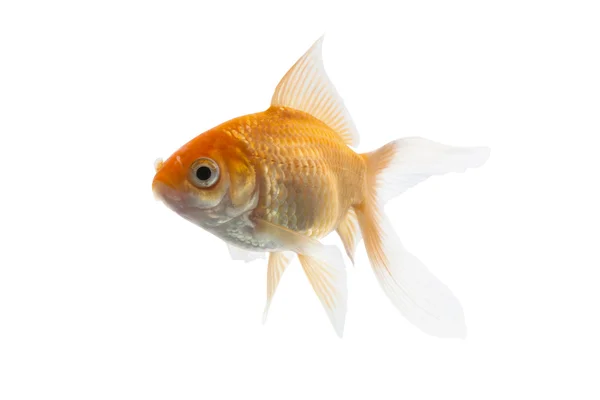 Peixe koi dourado isolado — Fotografia de Stock