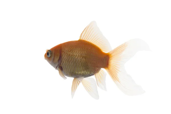 Goldkoi-Fische isoliert — Stockfoto