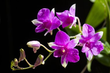 Mor orkide çiçek