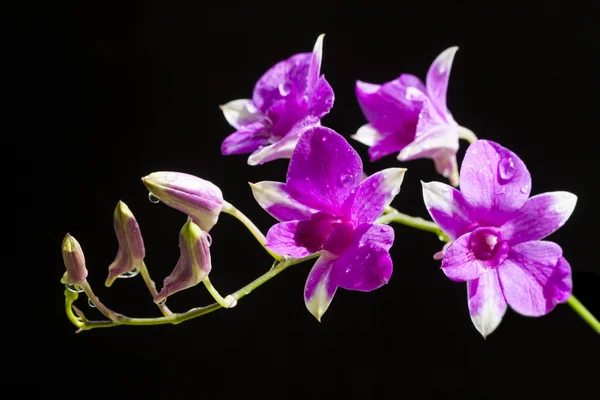 Orchidées pourpres fleur — Photo