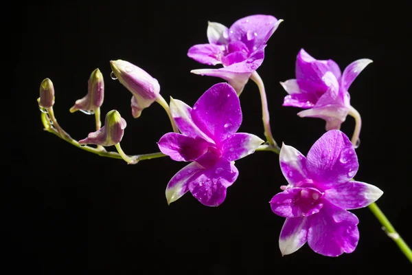 Orchidées pourpres fleur — Photo