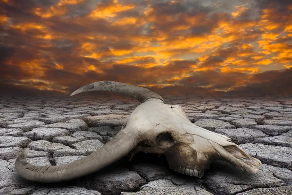 가뭄 재해 땅에서 버팔로 두개골 — 스톡 사진