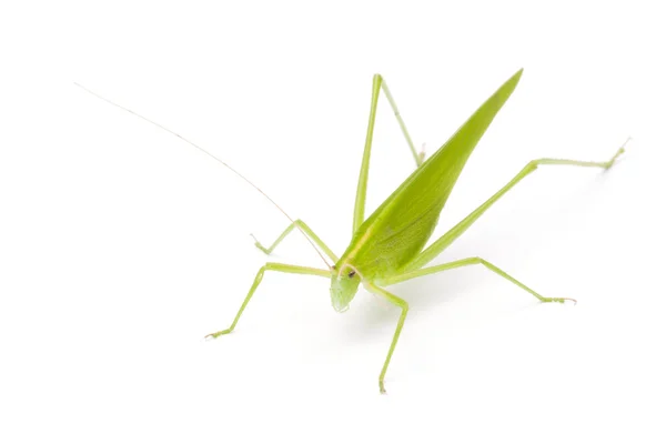 Grasshopper in front — Stock Photo, Image