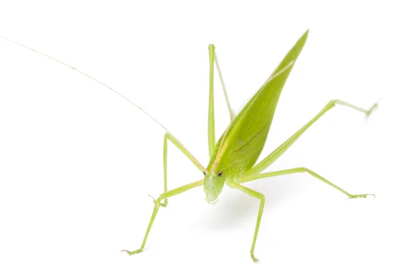 Grasshopper in front — Stock Photo, Image