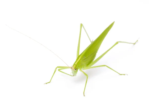 Grasshopper in front — Stock Photo, Image