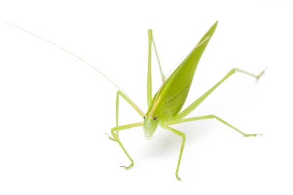 Grasshopper in front — Stock Photo, Image