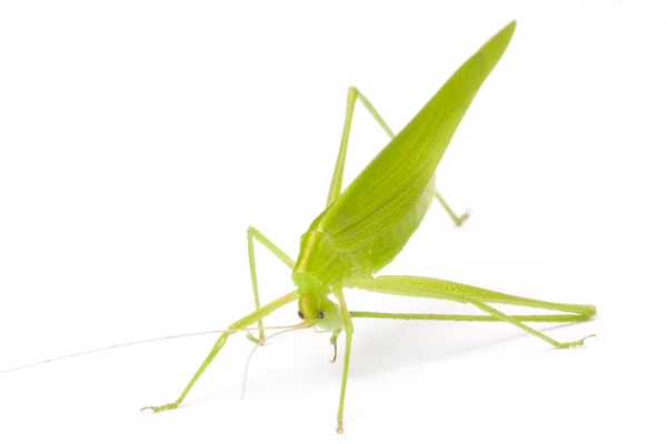 Grasshopper z przodu — Zdjęcie stockowe