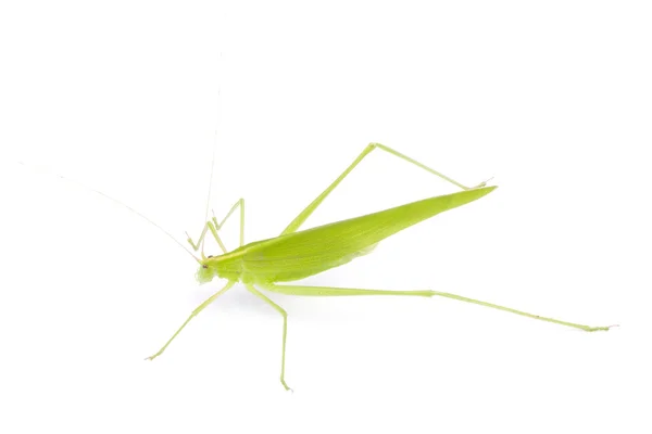 Grasshopper in front — Stock Photo, Image