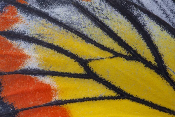 Macro primo piano di un'ala di farfalla monarca — Foto Stock