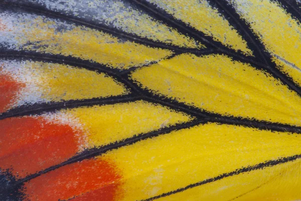 Macro close-up van een vleugel Monarchvlinders — Stockfoto