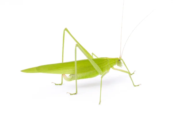 Grasshopper in front — Stock Photo, Image