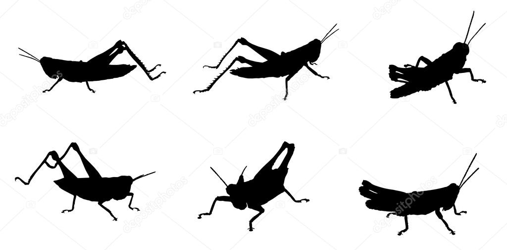 Grasshoppers silhouette