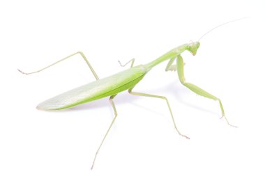 Beyaz arkaplanda yeşil peygamber devesi