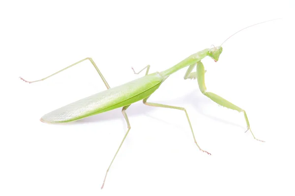 Mantis verde aislada sobre fondo blanco — Foto de Stock