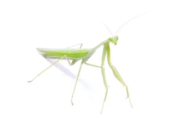 Grüne Gottesanbeterin isoliert auf weißem Hintergrund — Stockfoto