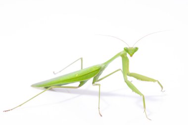 Yeşil mantis izole