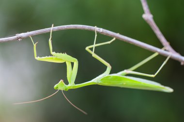 Dua eden peygamber devesi yeşil bir arka plana dayanır