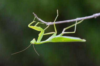 Praying Mantis against green background clipart