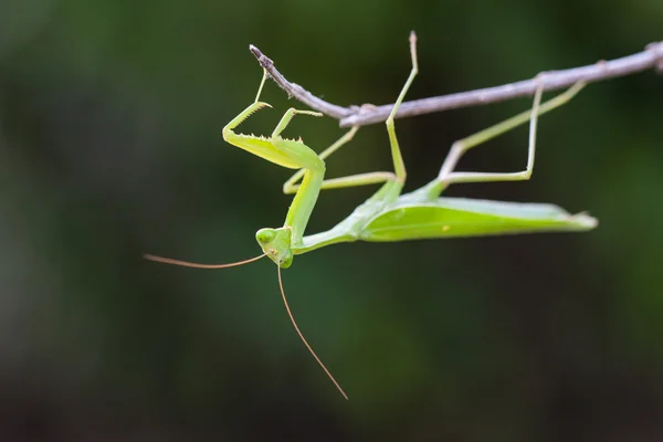 Orando Mantis contra el fondo verde —  Fotos de Stock