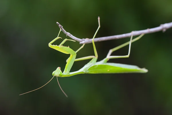 Молитва Mantis на зеленому тлі — стокове фото