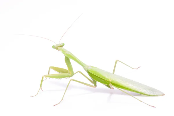 孤立的绿色螳螂 — 图库照片