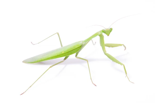 Groene mantis geïsoleerd — Stockfoto