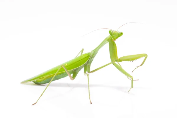 Yeşil mantis izole — Stok fotoğraf