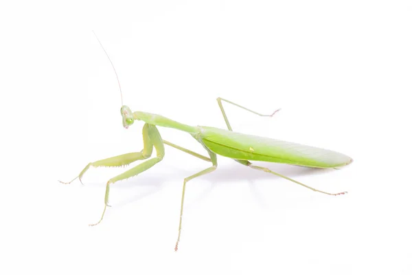 Groene mantis geïsoleerd — Stockfoto