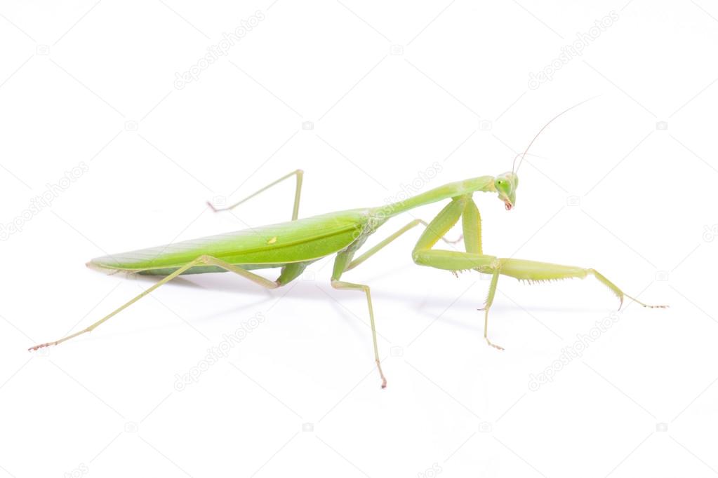 Green mantis isolated