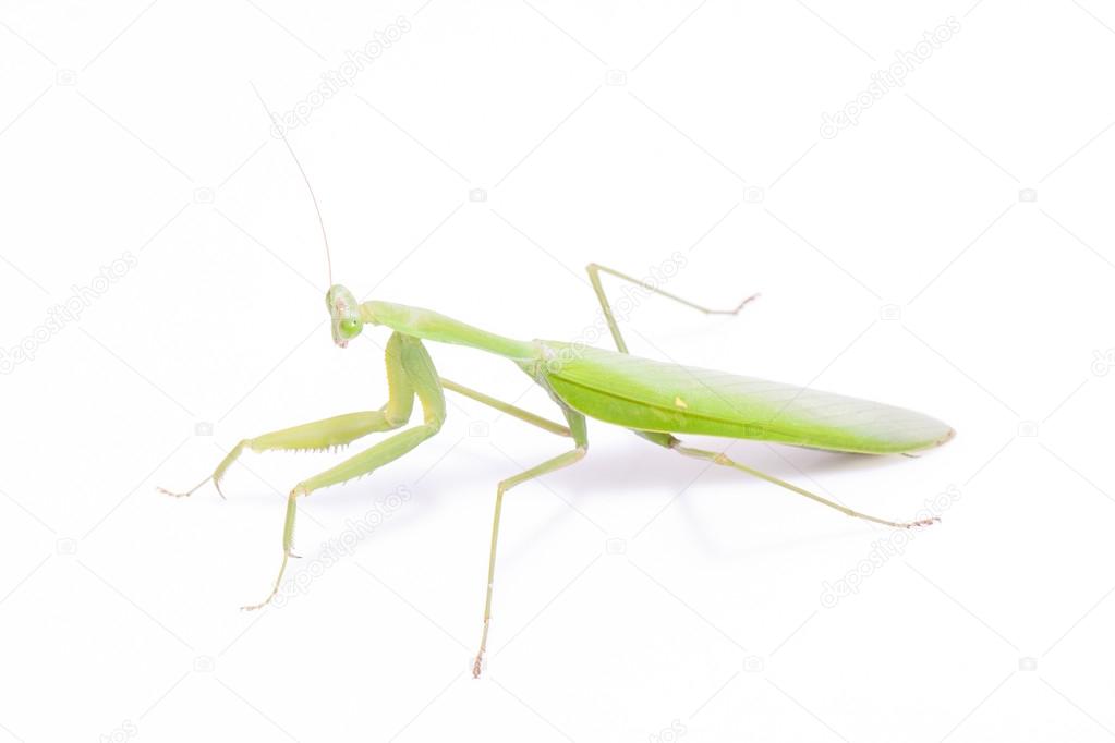 Green mantis isolated